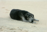 Uli, the amazing whale-detecting dog