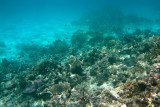 Reef between Mounu and Ovalu Islands