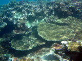 Several types of coral near Mounu Island