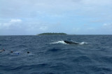Snorkelers in the water with the curious male humpback whale