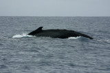 A humpback whale on the surface illustrates the origin of the species name