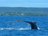 A whale raises its tail in the air for a deep dive