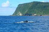 Humpback whales on the northern side of Vavau Lahi