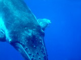 Close-up of the humpback whale calf taken as it approached us to within a few feet