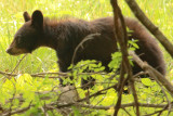 One of the yearling bear cubs