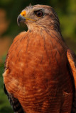 Captive Red-Shouldered Hawk, Chattahoochee Nature Center