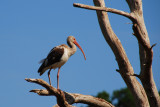 Ibis