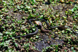 3 Snakes & Fish, Paynes Prairie Preserve State Park