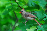 Cardinal