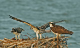 Osprey Chick Testing Its Wings