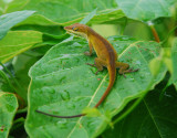 Brown Anole, Gulf Shores, AL