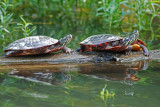 River Cooters (Pseudemys Concinna)