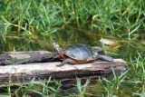 River Cooter (Pseudemys Concinna)