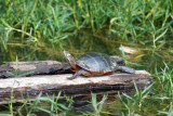 River Cooter (Pseudemys Concinna)