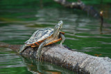 River Cooter (Pseudemys Concinna)