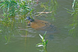 River Cooter (Pseudemys Concinna)