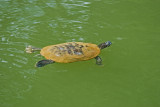 River Cooter (Pseudemys Concinna)