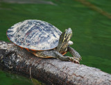 River Cooter (Pseudemys Concinna)
