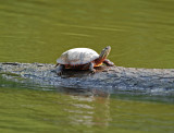 River Cooter (Pseudemys Concinna)