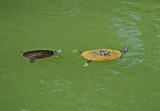 River Cooters (Pseudemys Concinna)
