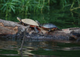 River Cooter (Pseudemys Concinna)