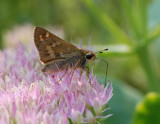 Skipper Butterfly