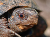 Eastern Box Turtle (Terrapene Carolina)