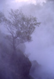 Lalbero sulla cascata, Tree on the cascade