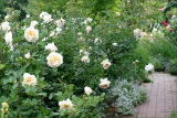 Crocus rose along the top path