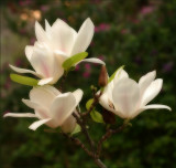 Magnolia - Alba superba