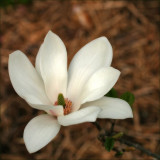 Magnolia  - Alba superba
