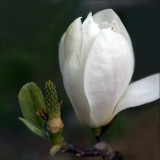 Magnolia  - Alba superba