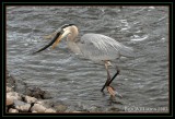 PC-DSC_4550.JPG