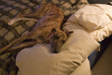 Day 6-Pillows are nice!