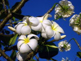 Plumeria