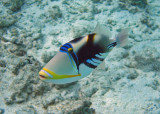 Triggerfish