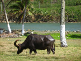 Carabao