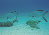 Pair of Permit