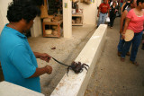 Coconut crab1