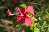 Flower2