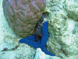 Blue starfish