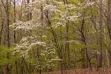 Dogwoods