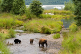 Black Bear Family