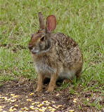 Resident Hare