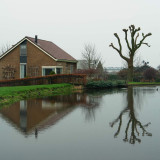 Bare tree reflection