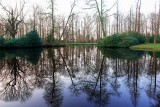 Fine tree reflections