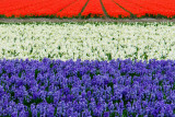 Colours of the Dutch flag