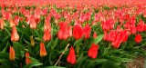 Love tulips?...
