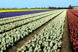 White hyacinths