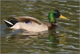 CRW_8667.jpg